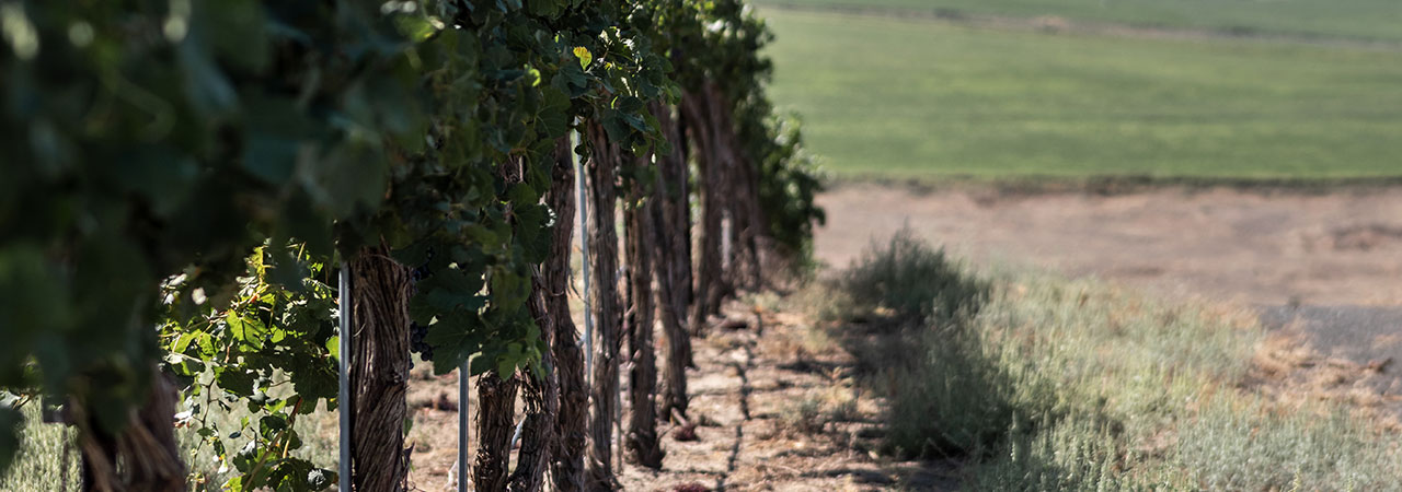 Vineyards